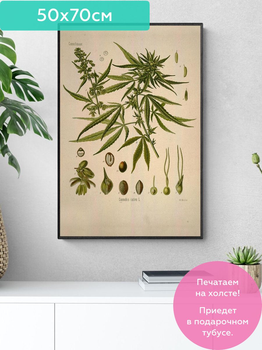 Картина марихуана лист конопли иероглиф