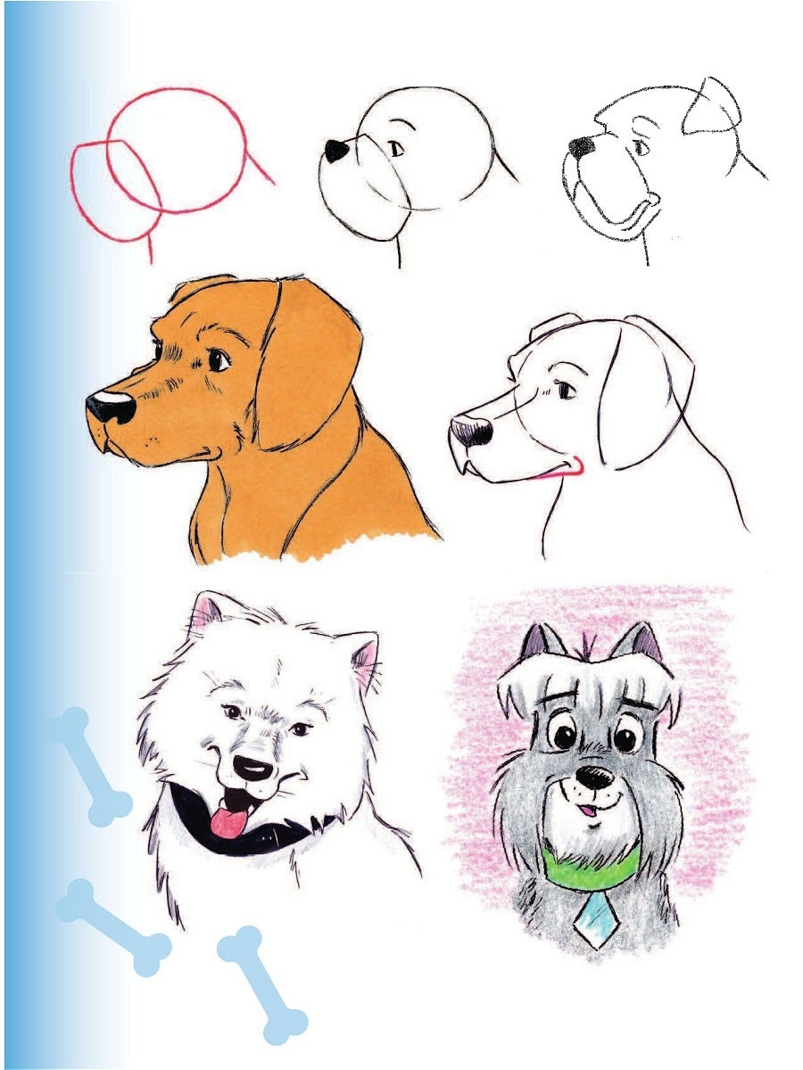 Как научиться рисовать собаку
