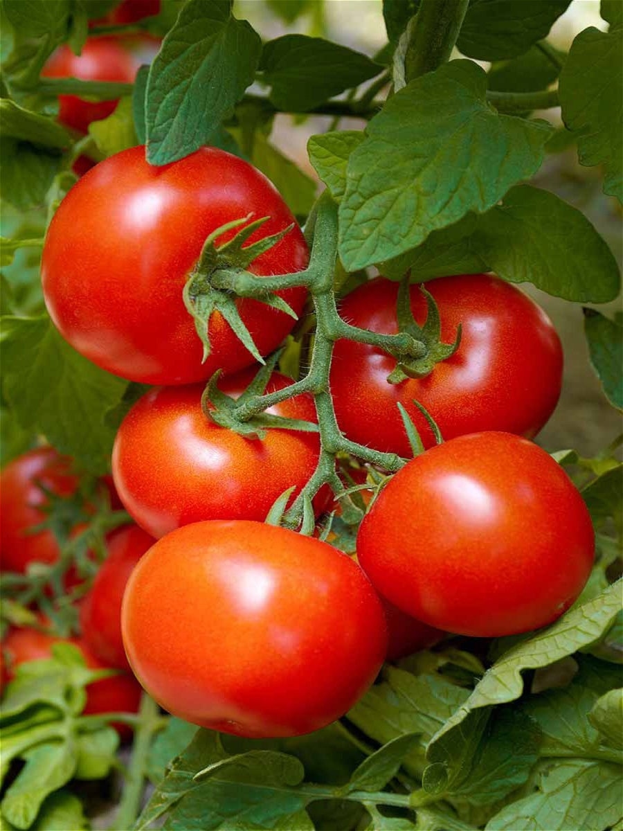 Хорошие помидоры
