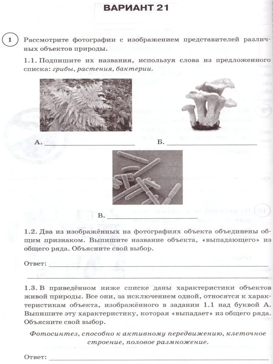 Береза очень созвучна русской природе впр ответы