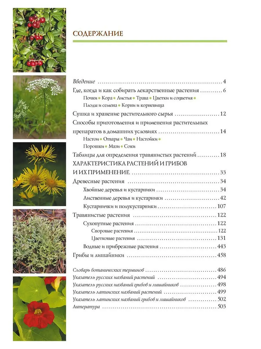Растения России — деревья, кустарники, травы и другая флора страны