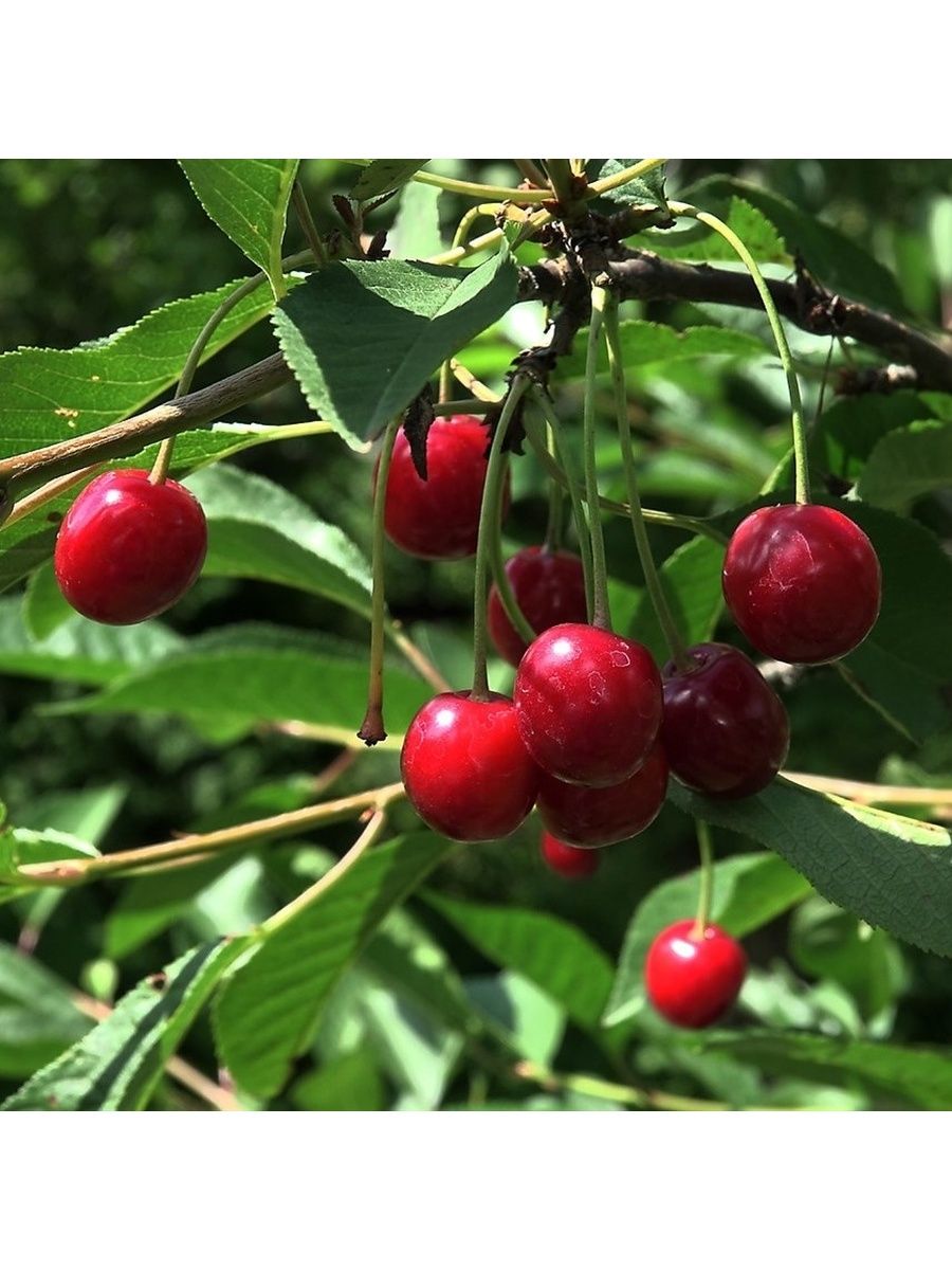 Как выглядит черешня. Вишня обыкновенная Cerasus vulgaris. Prunus Cerasus вишня обыкновенная. Вишня обыкновенная Лебедянская.