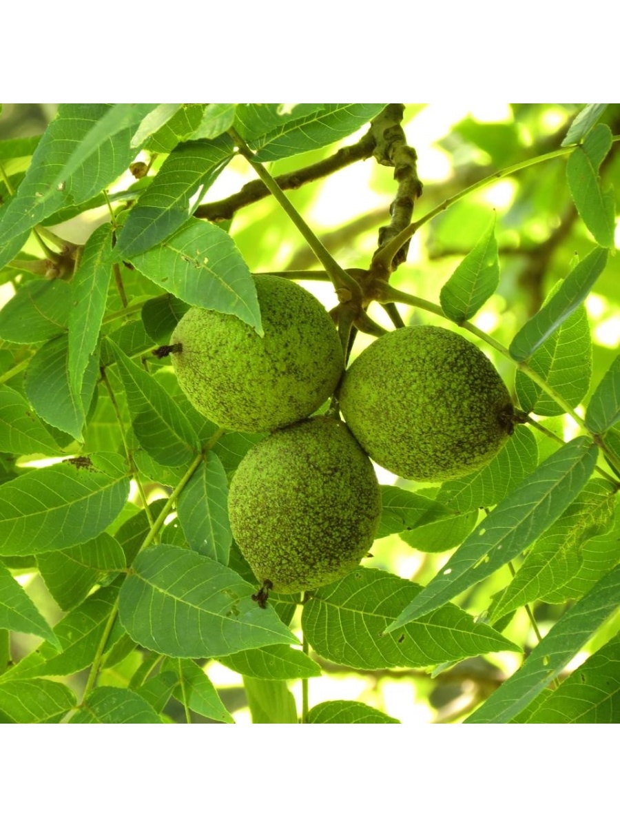 Черный орех. Орех чёрный Juglans nigra дерево. Грецкий черный орех. Черный орех Фарго. Зелёный грецкий орех черный.