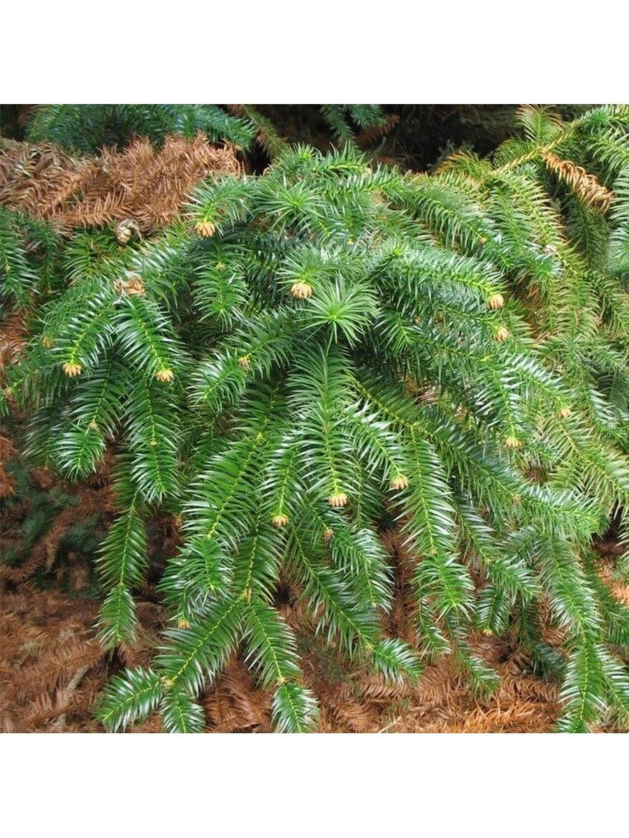 Cunninghamia lanceolata \'glauca\'