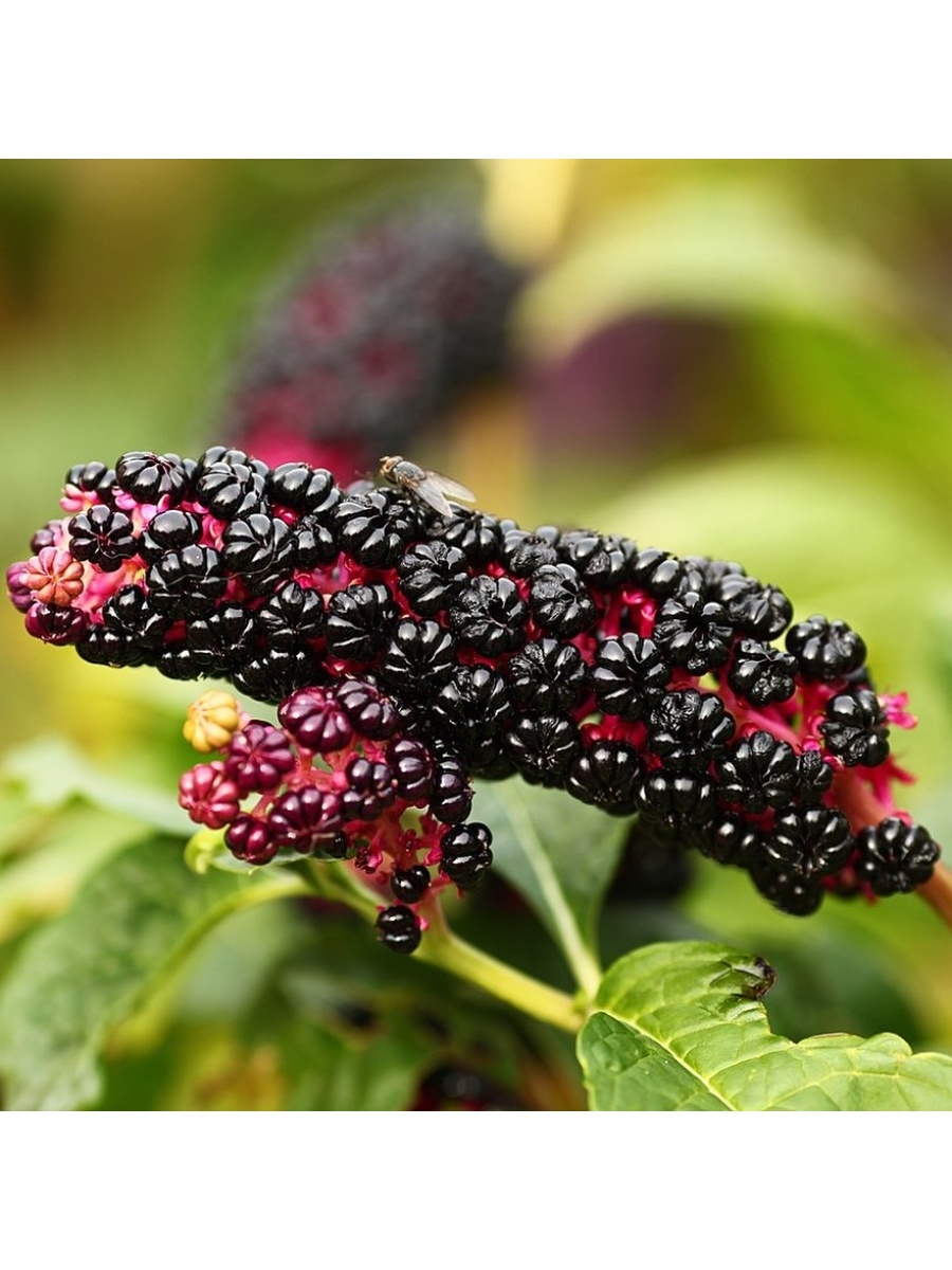 Фитолакка (Phytolacca Americana)