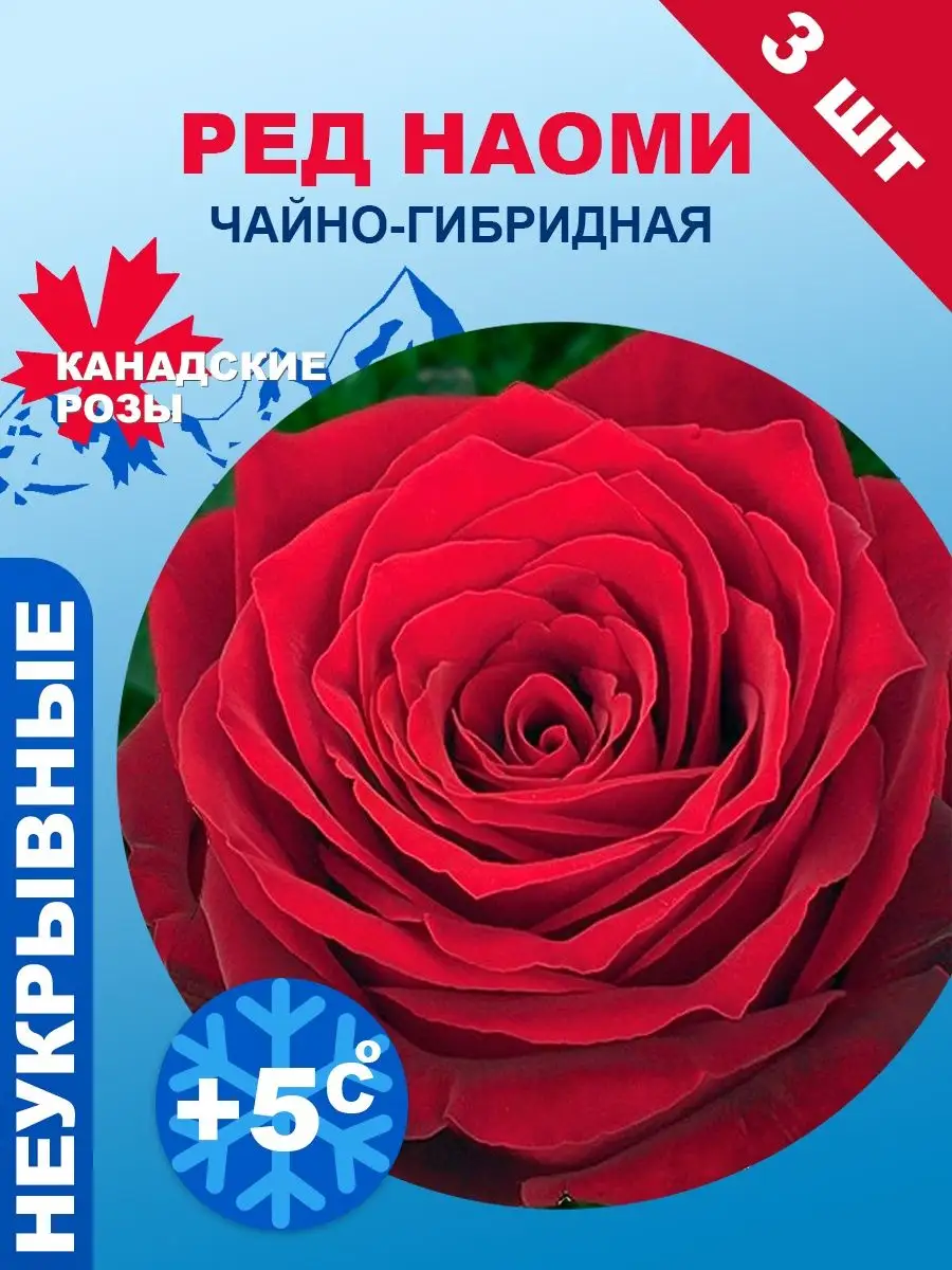 Саженцы цветов Роза чайно-гибридная Ред Наоми 3 штуки Семена Алтая 21345478 купить в интернет-магазине Wildberries