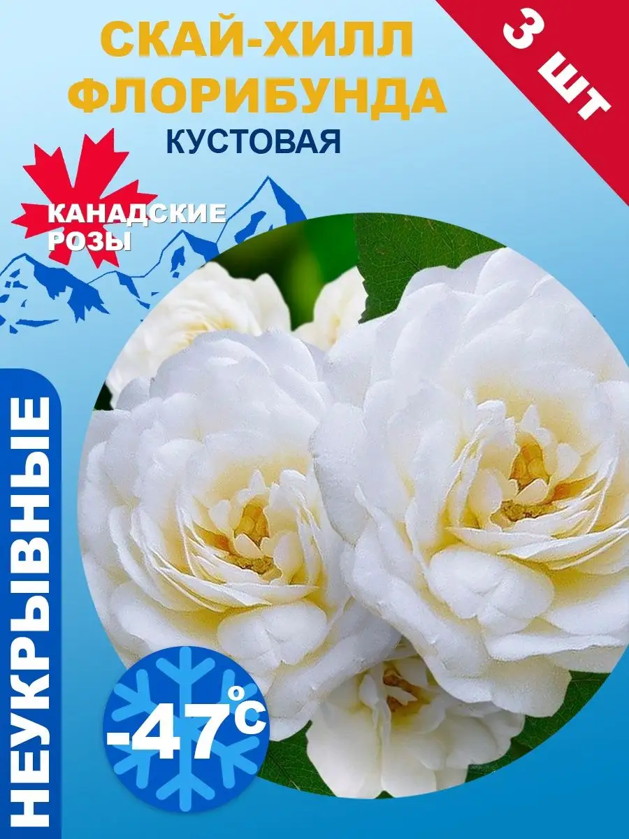 Саженцы цветов Роза флорибунда (кустовая) Скай хилл 3шт Семена Алтая 21345492 купить в интернет-магазине Wildberries