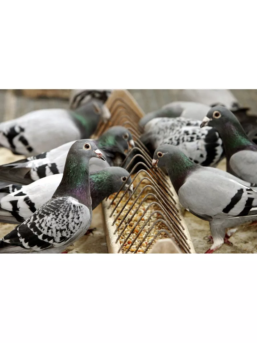 Подросток из Нижнекамска уже 9 лет разводит голубей