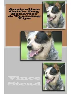 Australian Cattle Dog Behavior & Trai