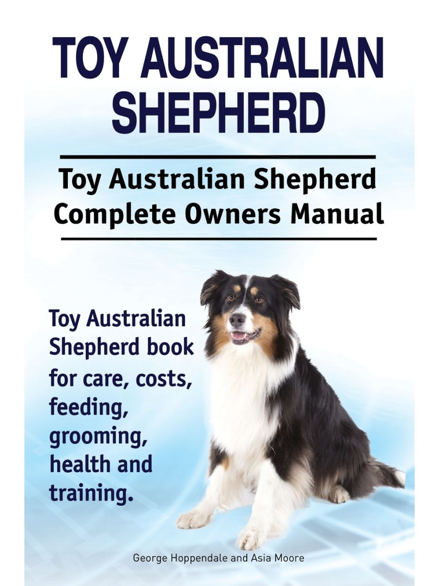 full grown toy australian shepherds