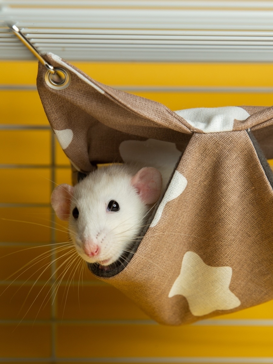 вяжем гамак для крысы