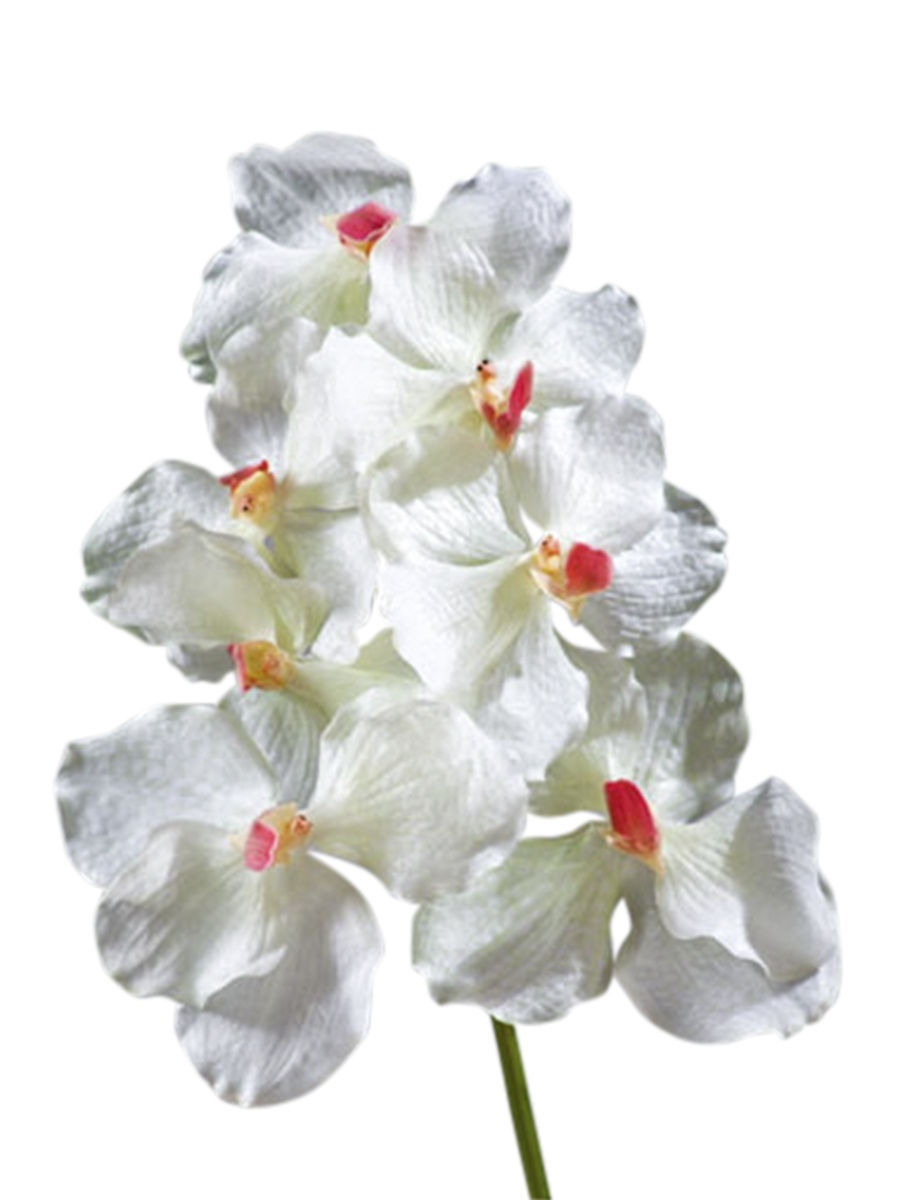 Орхидея Ванда купить в Ростове