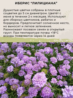 Цветы иберис посадка и уход фото когда сеять семена