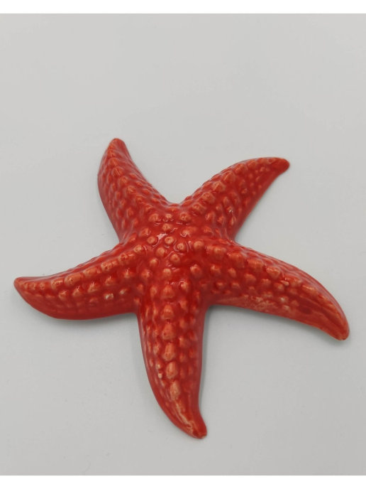 Star coral cookie. Морская звезда керамика. Мягкая игрушка морская звезда. Круглая морская звезда. Морская звезда в аквариуме.