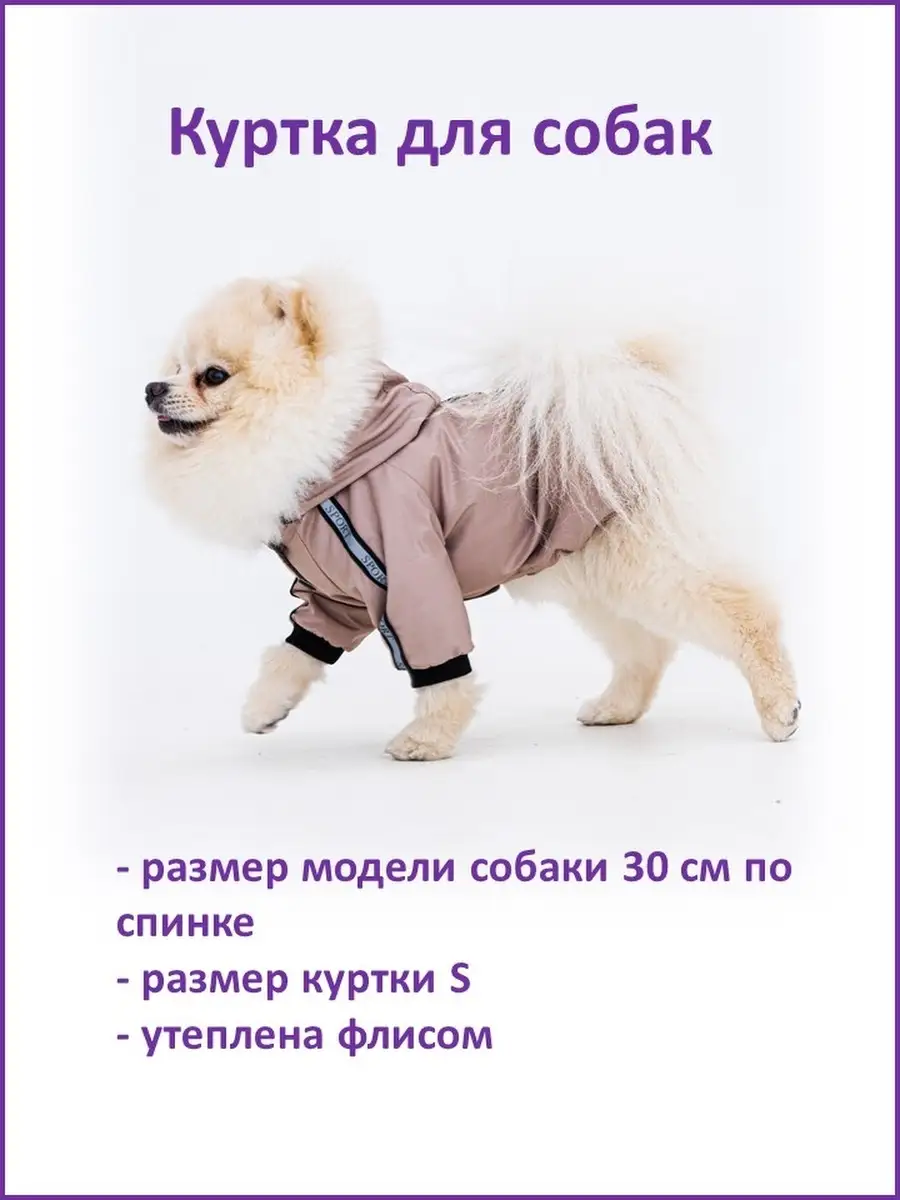 Как правильно подобрать одежду для собак
