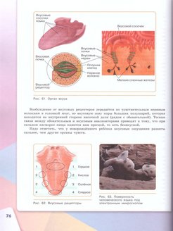 Рисунок 135 биология 8 класс