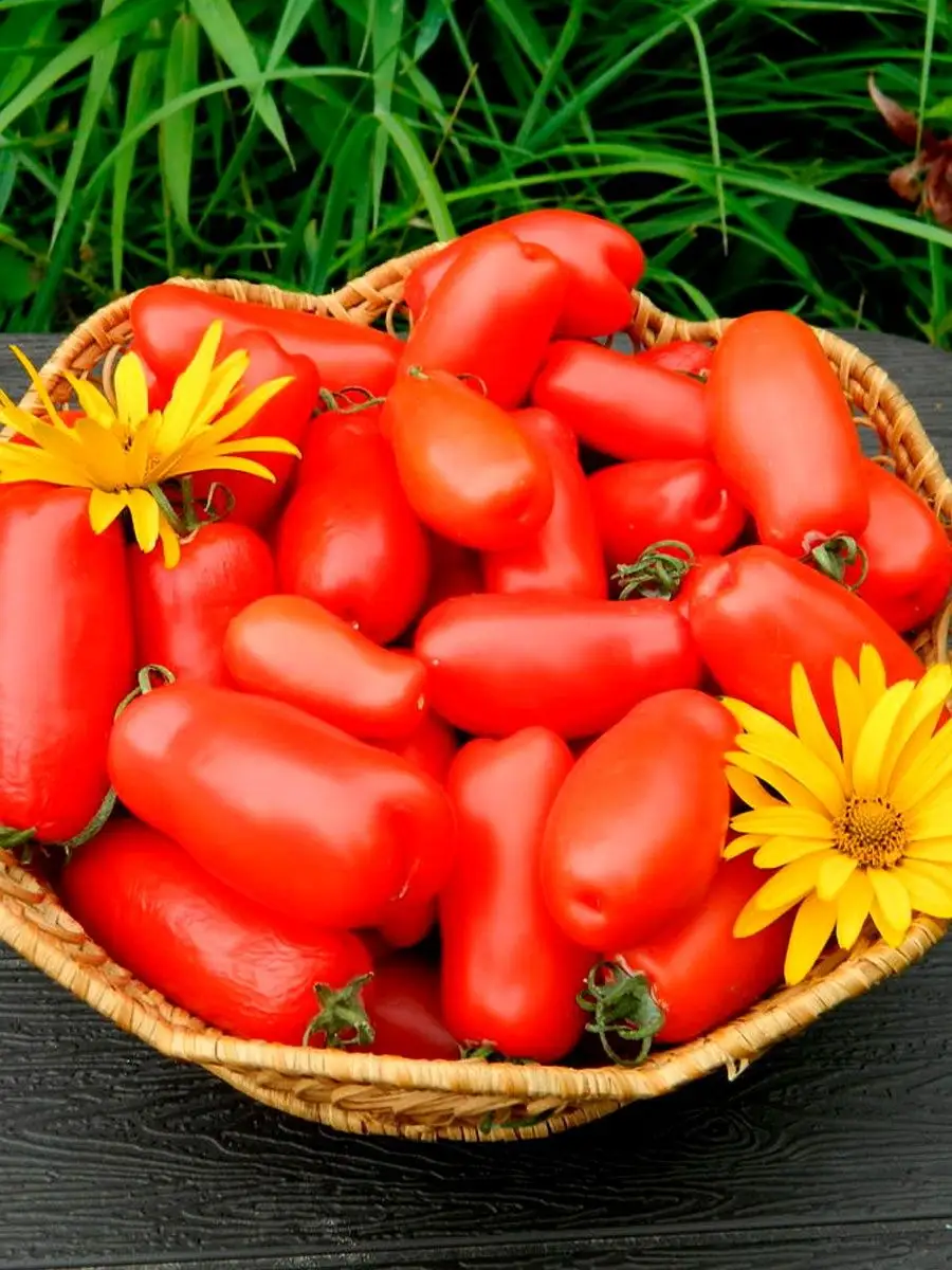 Сорт томатов жигало описание и отзывы