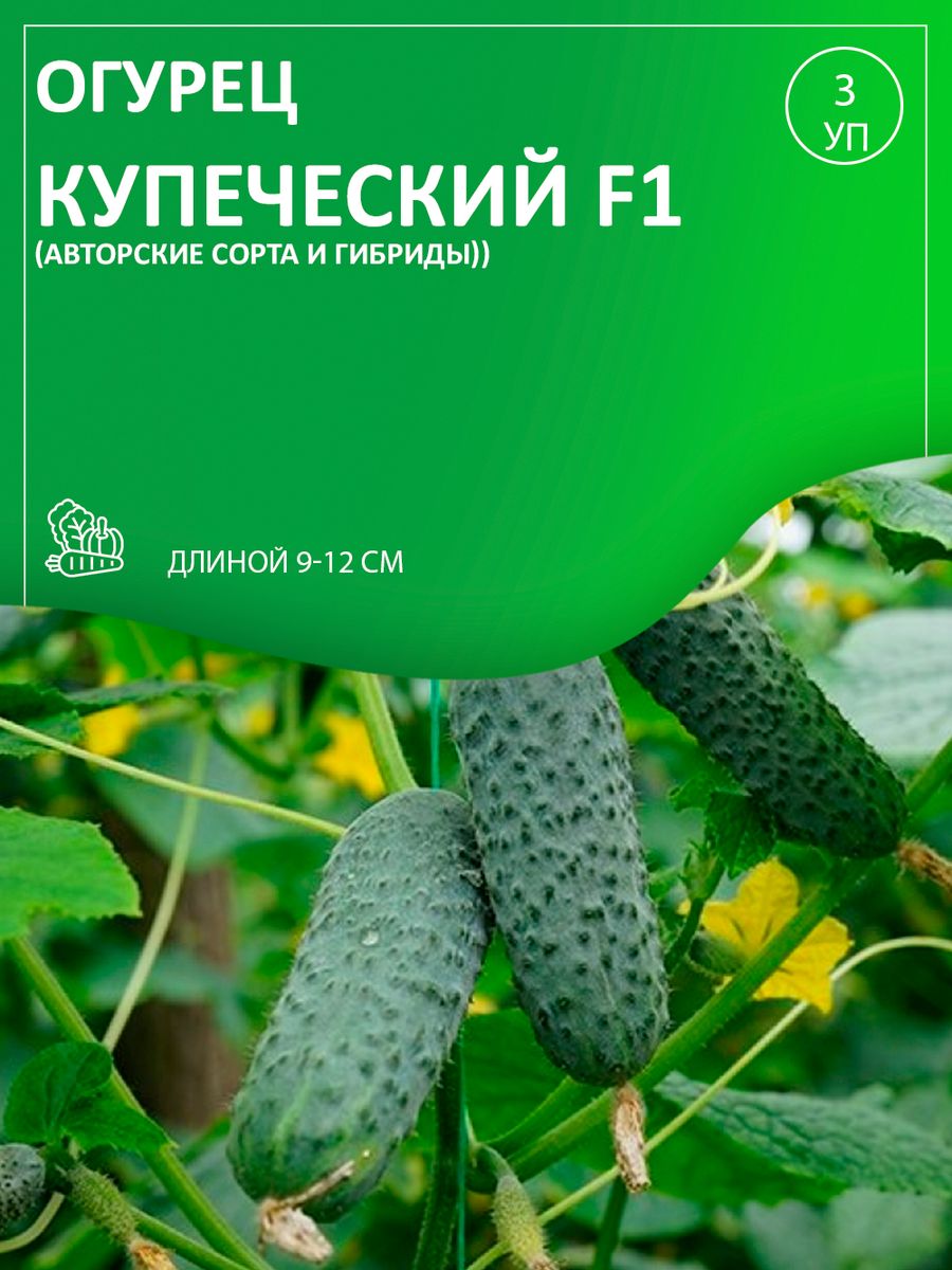 Огурец купец. Огурец Малахитовая шкатулка. Огурец Криспина f1. Огурец малахит. Малахитовая шкатулка огурцы описание.