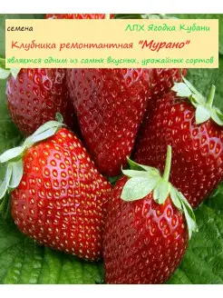 Клубника "Мурано", семена 30 шт