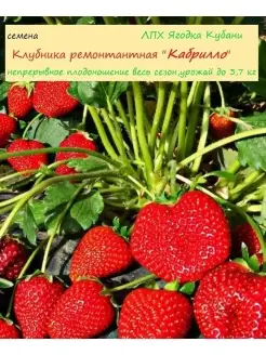 Клубника "Кабрилло", семена 30 шт