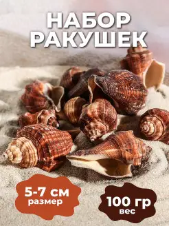 Набор ракушек, 5 - 7 см, 100 г